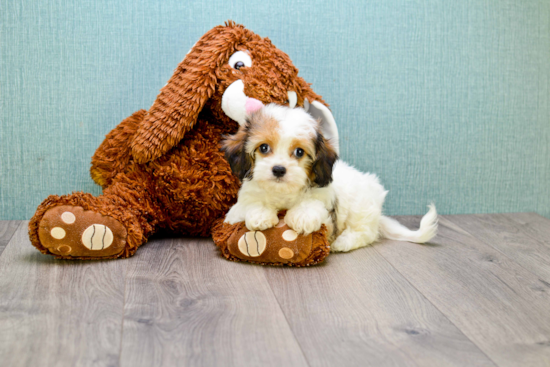 Best Cavachon Baby