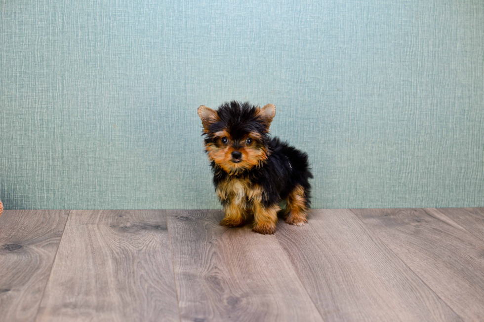 Meet Trigger - our Yorkshire Terrier Puppy Photo 