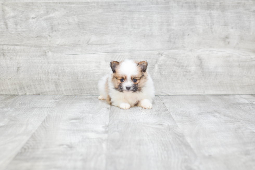 Sweet Pomeranian Purebred Puppy