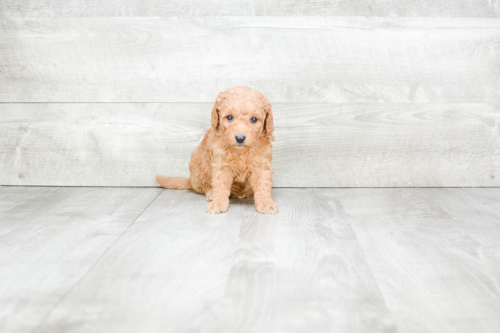 Best Mini Goldendoodle Baby