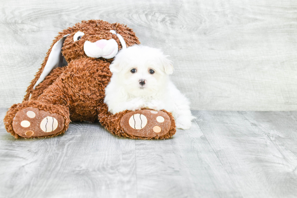 Petite Maltese Purebred Puppy