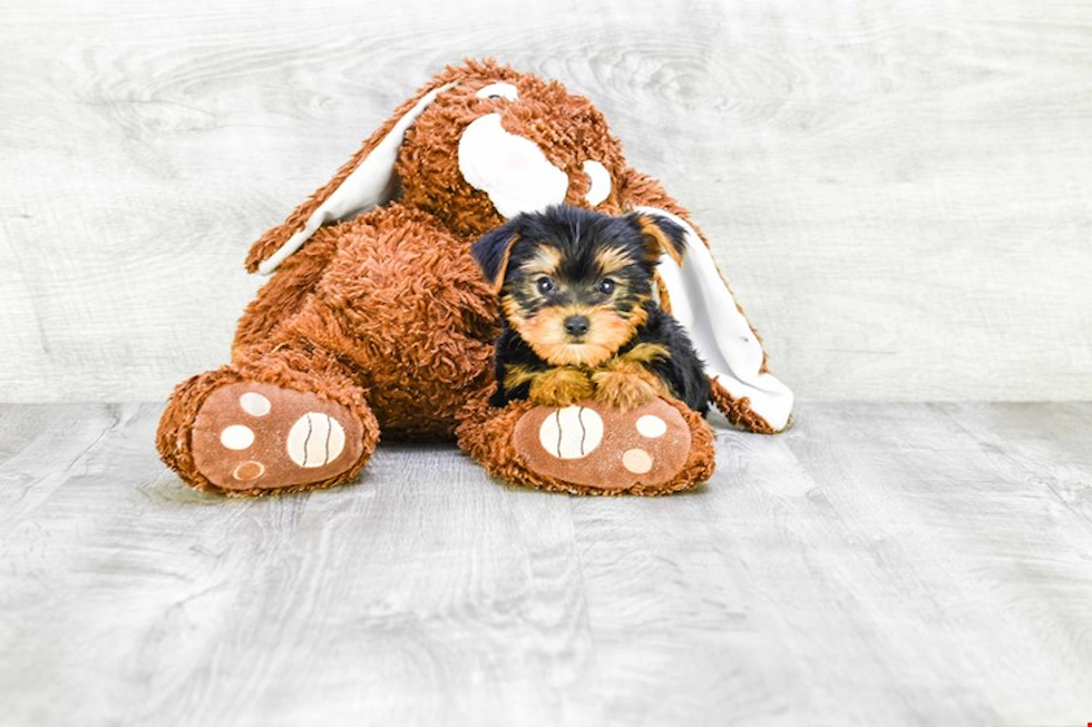 Meet Mika - our Yorkshire Terrier Puppy Photo 