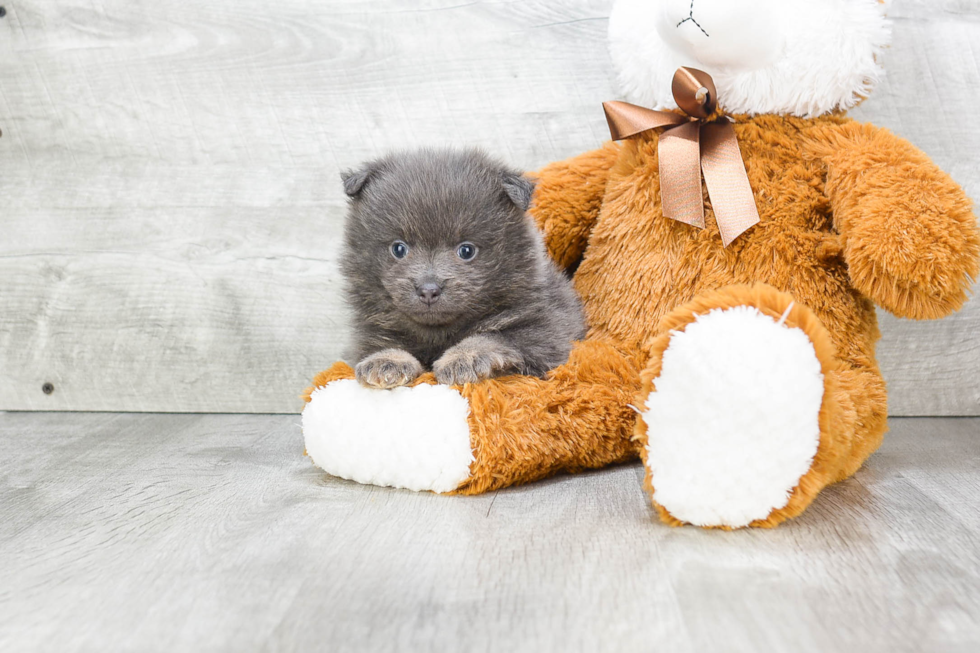 Pomeranian Pup Being Cute