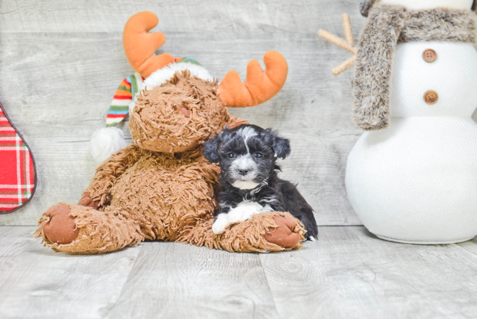 Havanese Puppy for Adoption