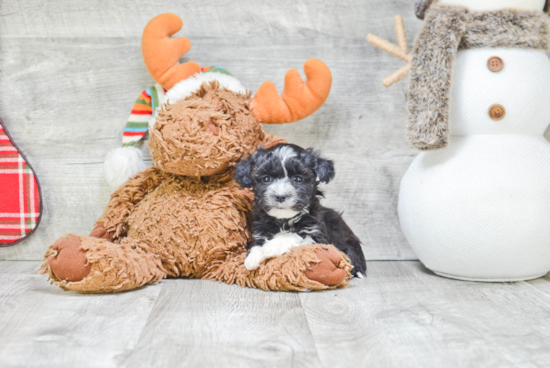 Havanese Puppy for Adoption