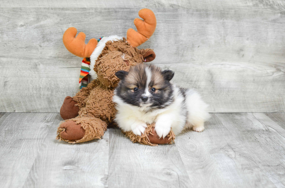 Akc Registered Pomeranian Purebred Pup