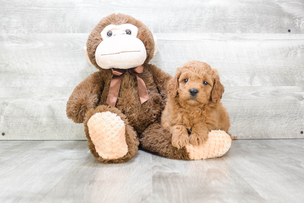 Playful Golden Retriever Poodle Mix Puppy