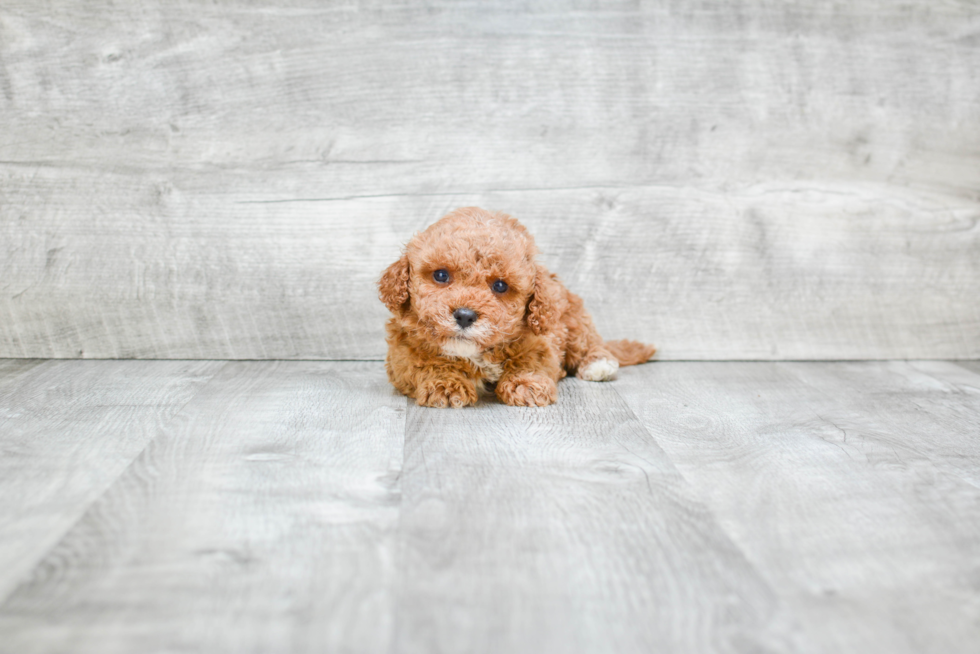 Happy Cavapoo Baby