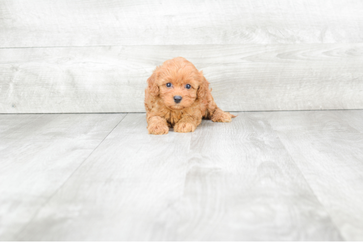 Small Cavapoo Baby