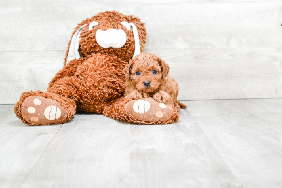 Best Cavapoo Baby