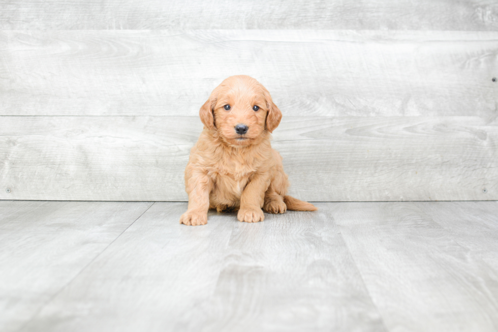 Mini Goldendoodle Puppy for Adoption