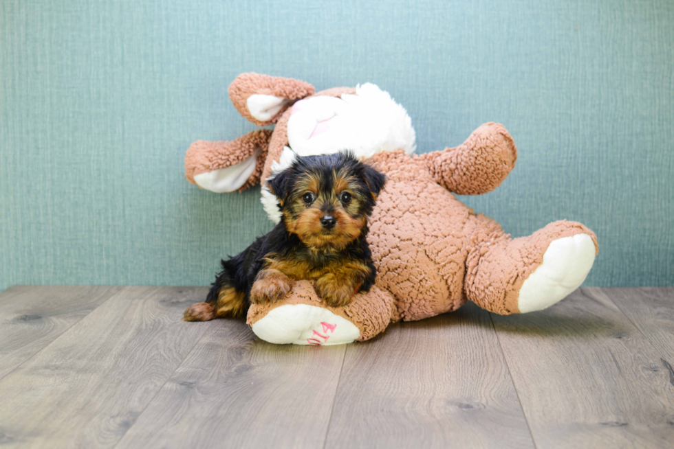 Meet Jeremy - our Yorkshire Terrier Puppy Photo 