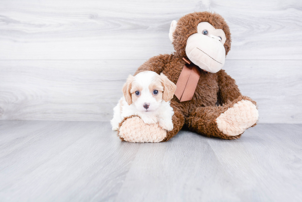 Best Cavachon Baby