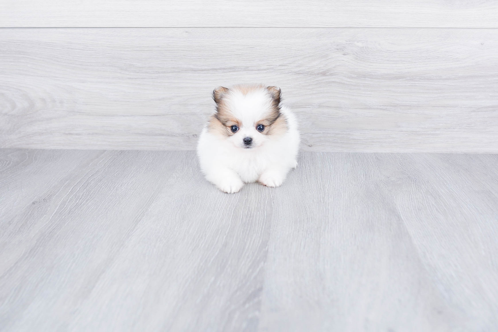 Happy Pomeranian Purebred Puppy