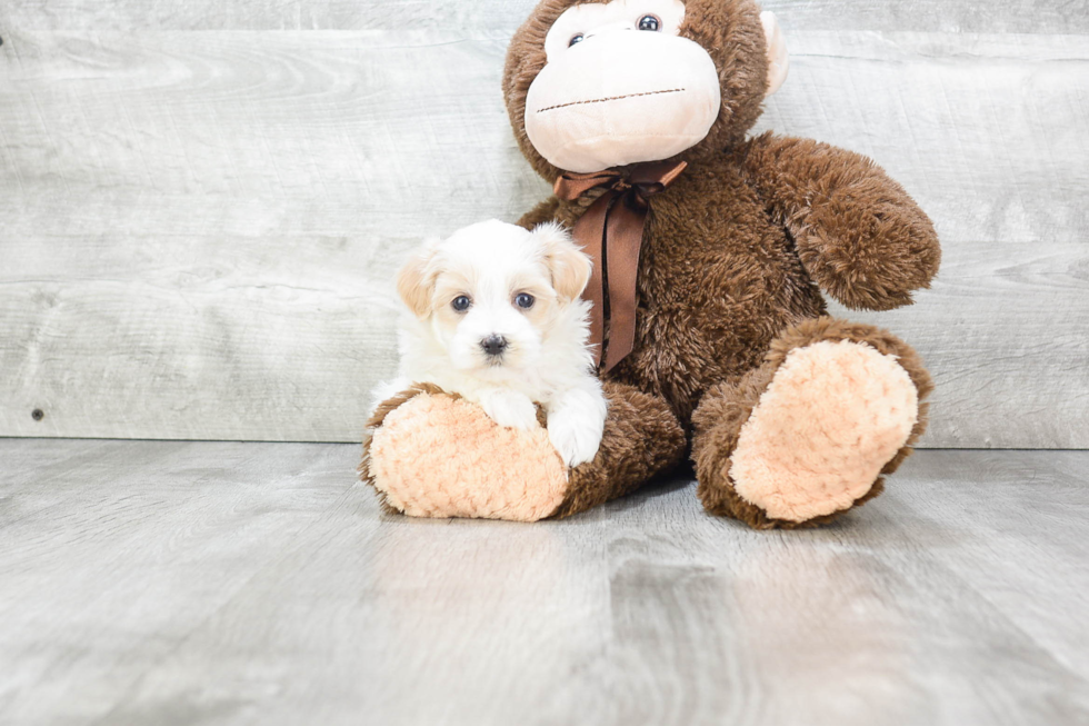 Energetic Maltese Poodle Poodle Mix Puppy