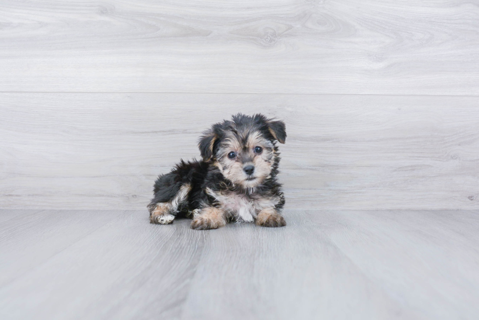 Morkie Puppy for Adoption