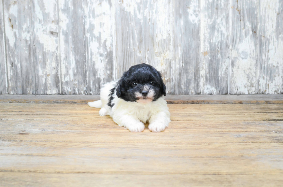 Popular Teddy Bear Designer Pup