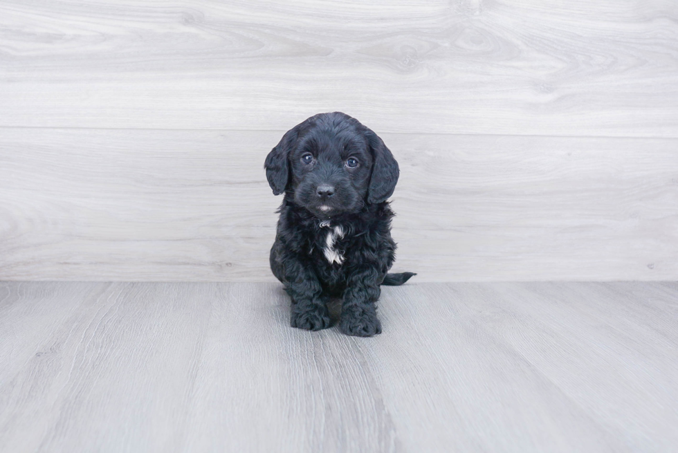 Mini Goldendoodle Pup Being Cute