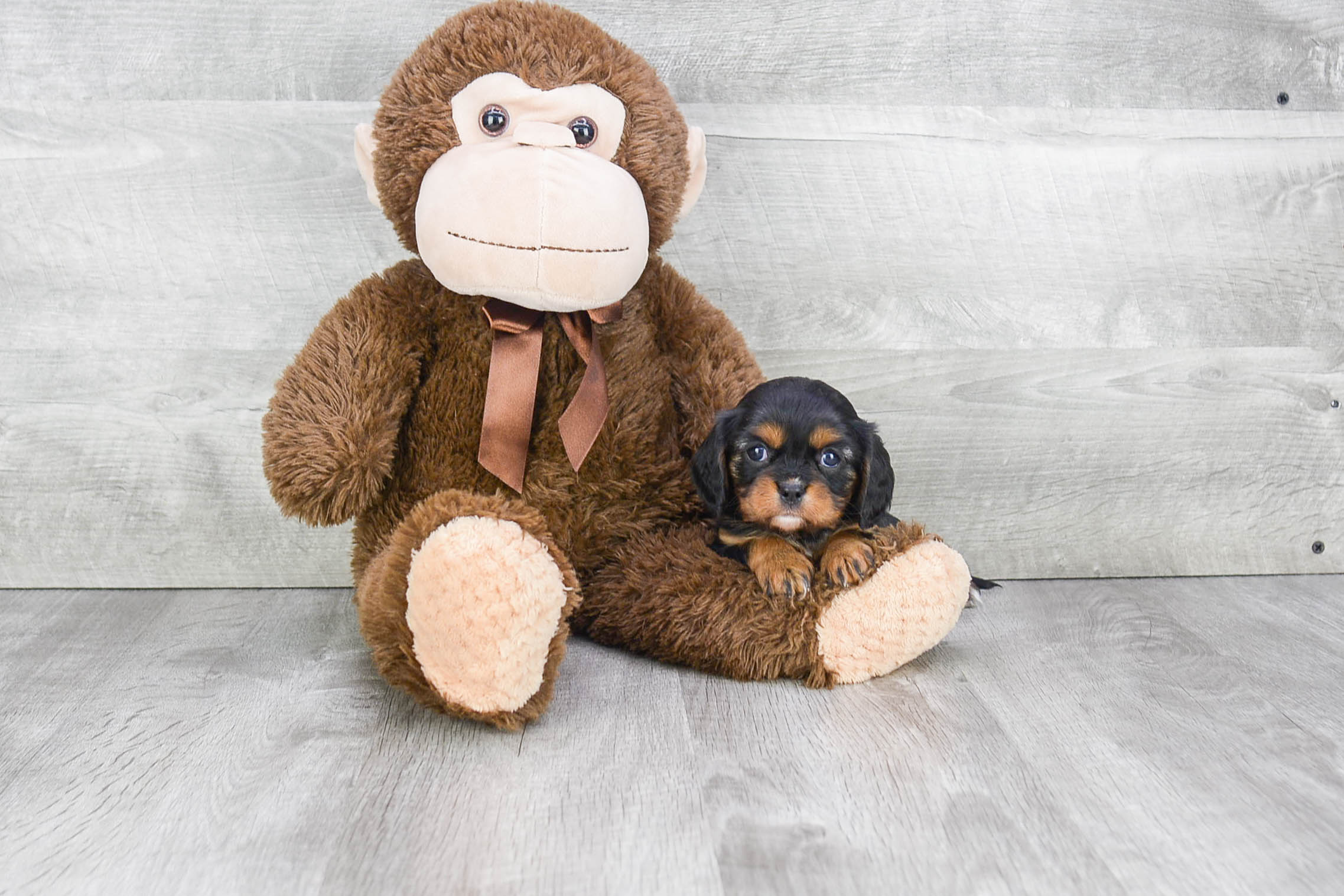 Friendly Cavalier King Charles Spaniel Baby