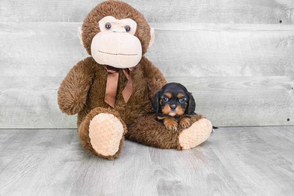 Friendly Cavalier King Charles Spaniel Baby