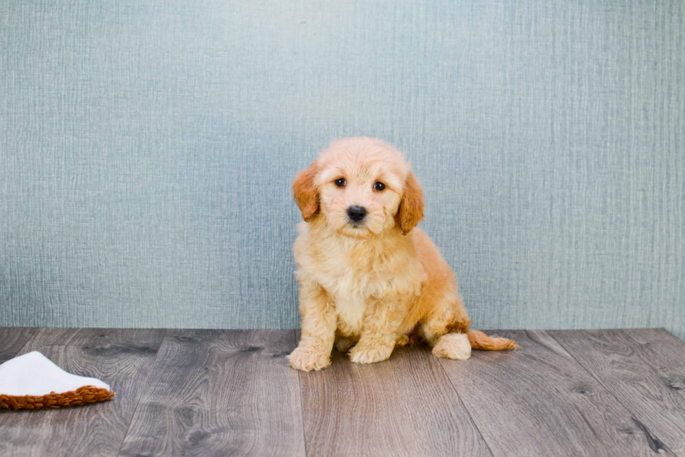 Mini Goldendoodle Puppy for Adoption