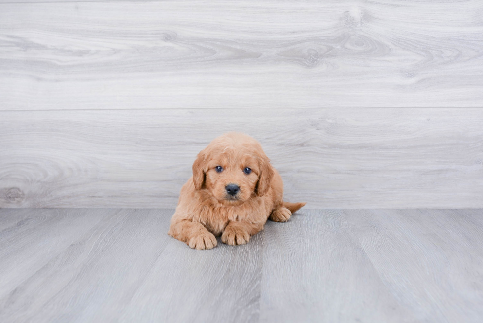 Cute Mini Goldendoodle Baby