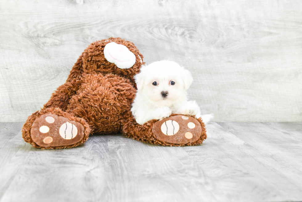 Maltese Pup Being Cute