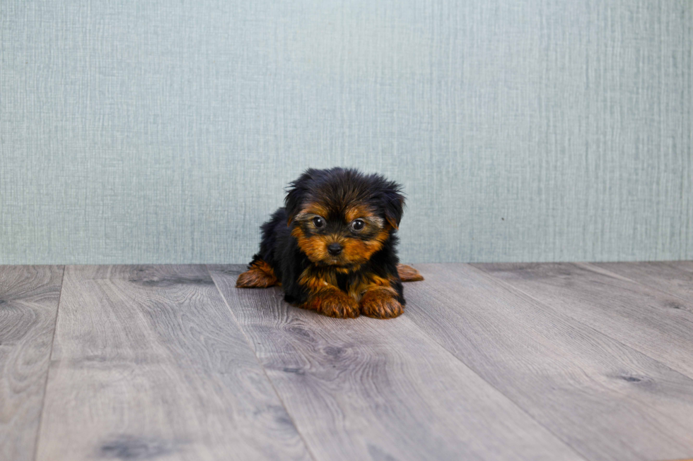 Meet Trigger - our Yorkshire Terrier Puppy Photo 