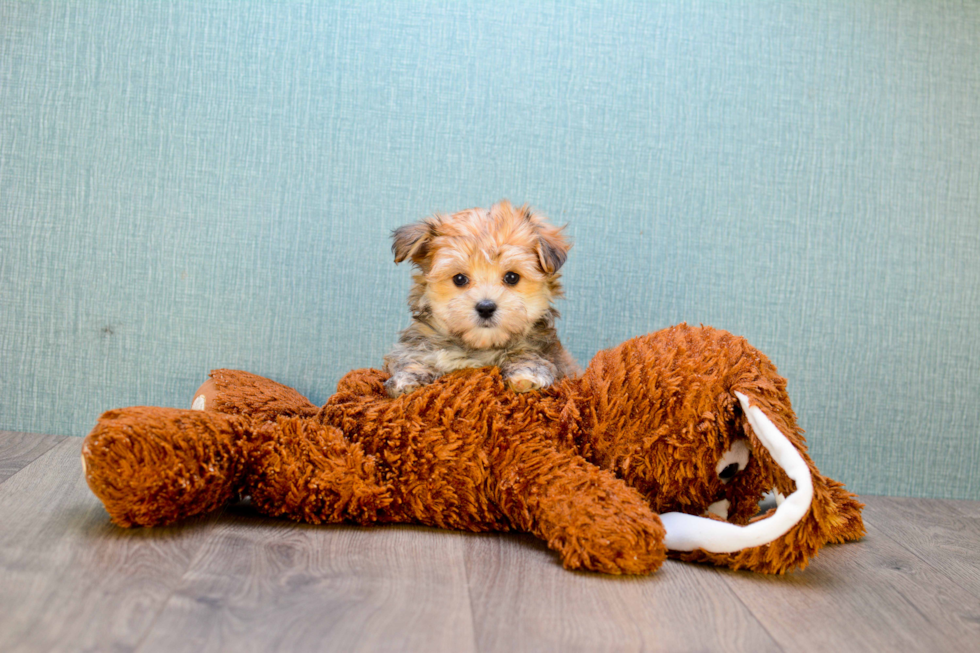 Morkie Pup Being Cute