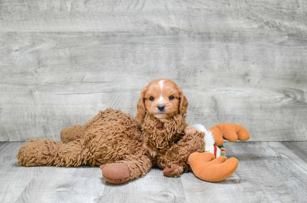 Petite Cavapoo Poodle Mix Pup