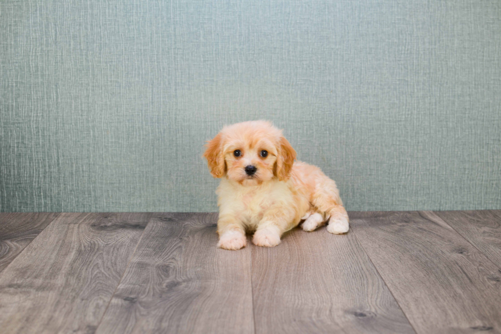 Sweet Cavachon Baby