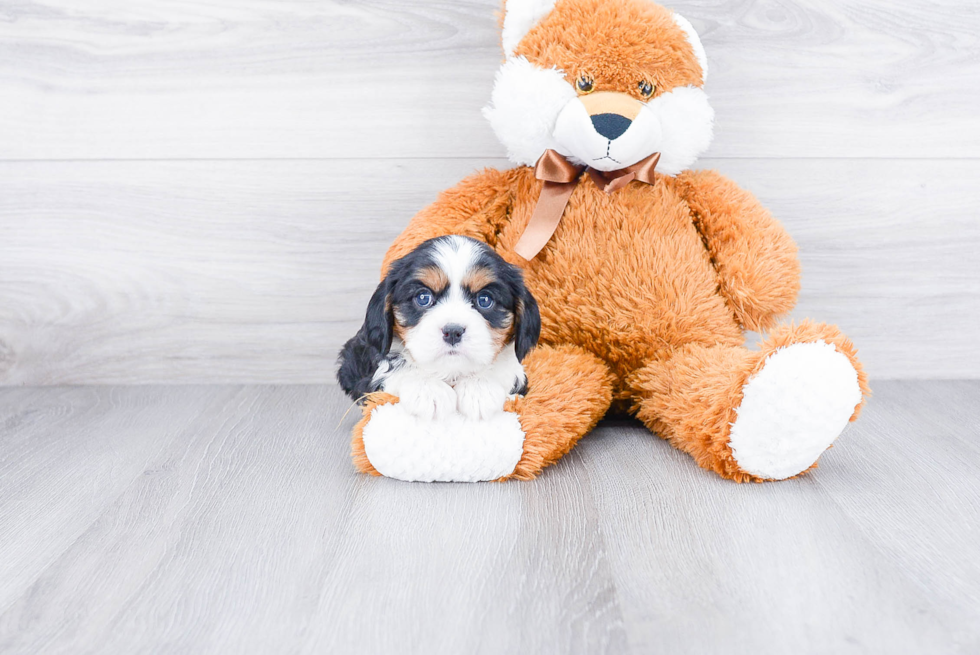 Best Cavalier King Charles Spaniel Baby