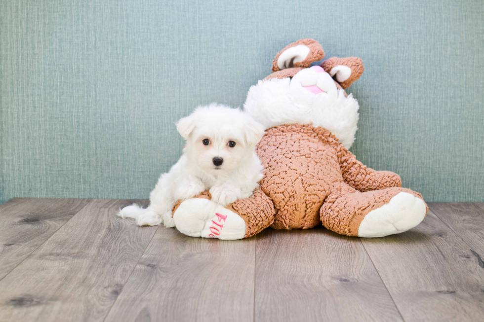 Maltese Puppy for Adoption