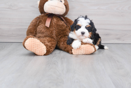 Smart Mini Bernedoodle Poodle Mix Pup