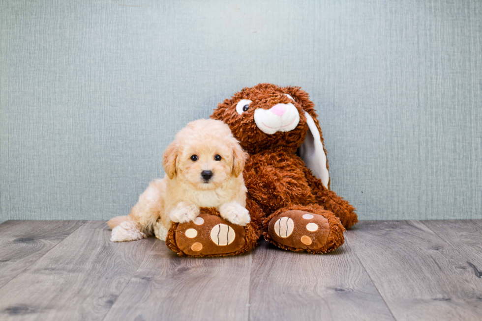 Smart Maltipoo Poodle Mix Pup