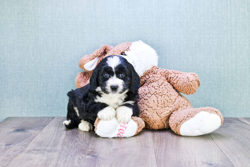 Mini Bernedoodle Pup Being Cute