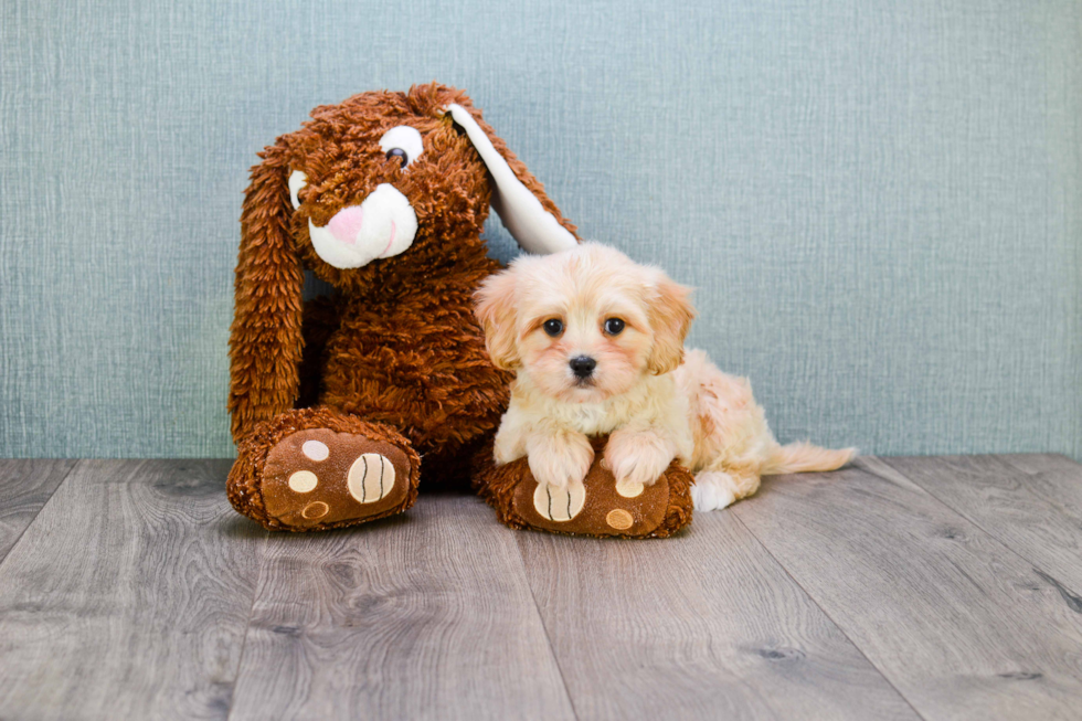 Cavachon Puppy for Adoption