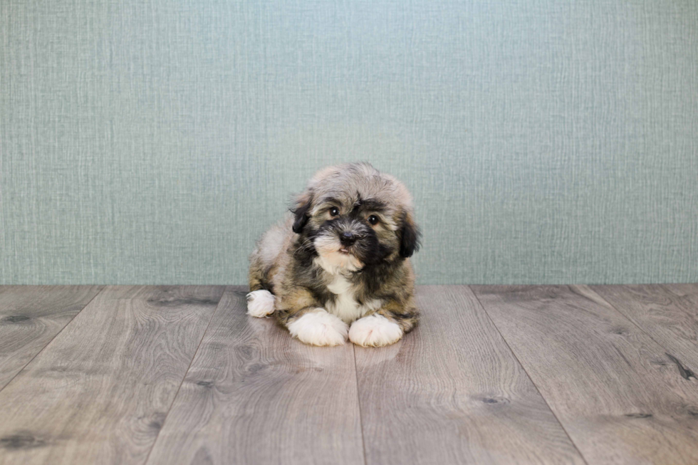 Energetic Havanese Purebred Puppy