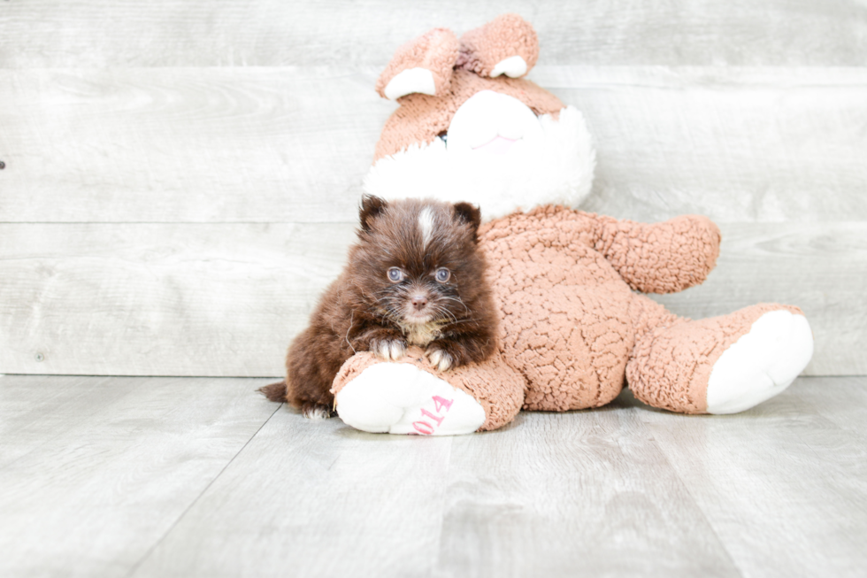 Funny Pomeranian Purebred Pup