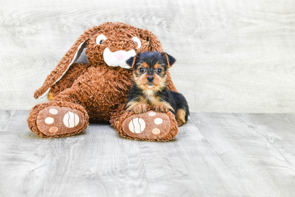 Meet Beyonce - our Yorkshire Terrier Puppy Photo 