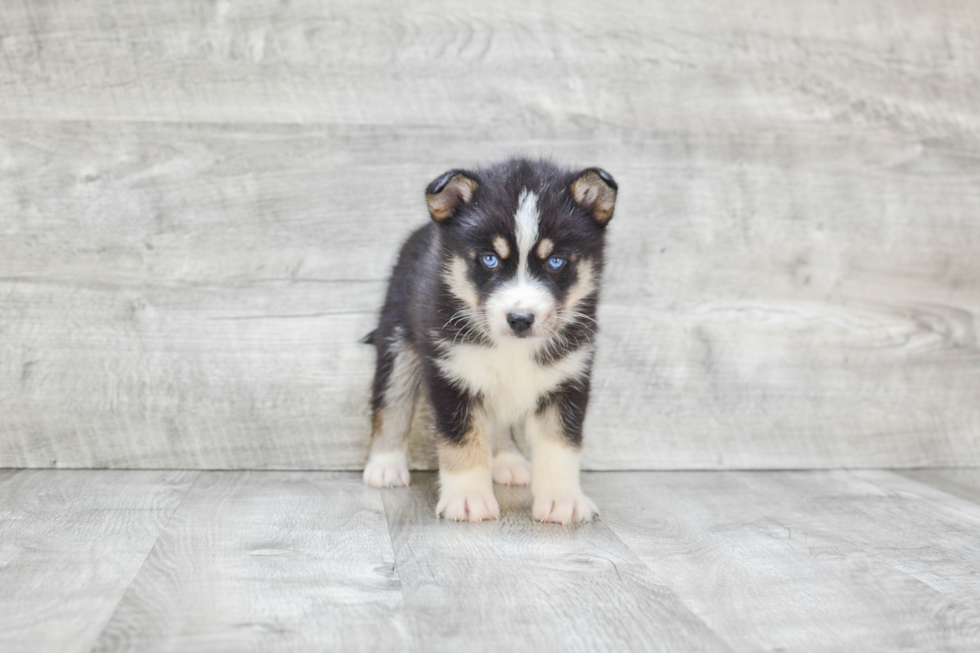 Energetic Mini Husky Designer Puppy