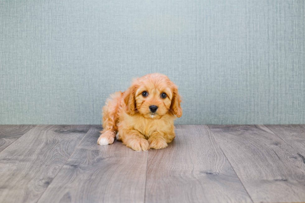 Cute Cavapoo Baby