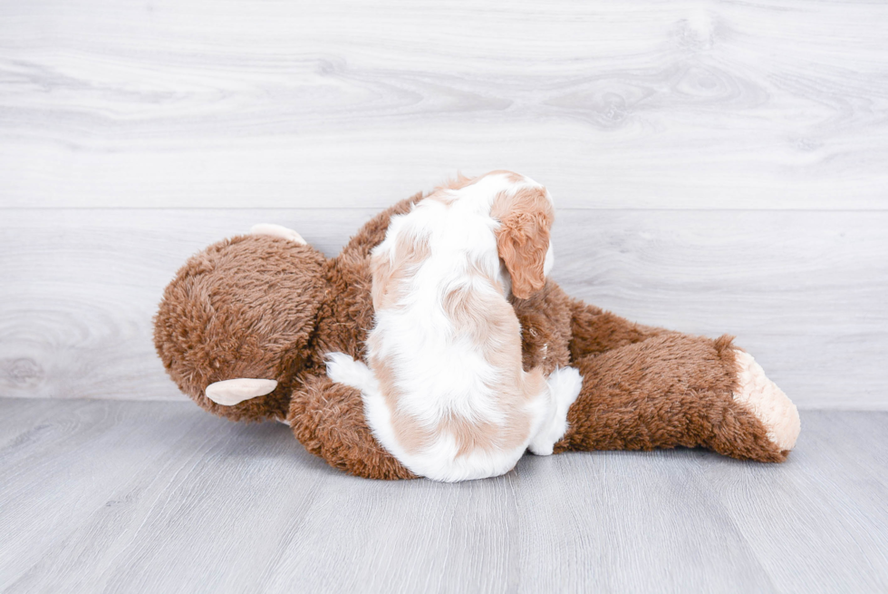 Small Cavalier King Charles Spaniel Purebred Pup