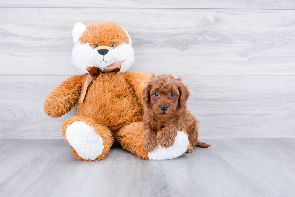 Hypoallergenic Cavoodle Poodle Mix Puppy