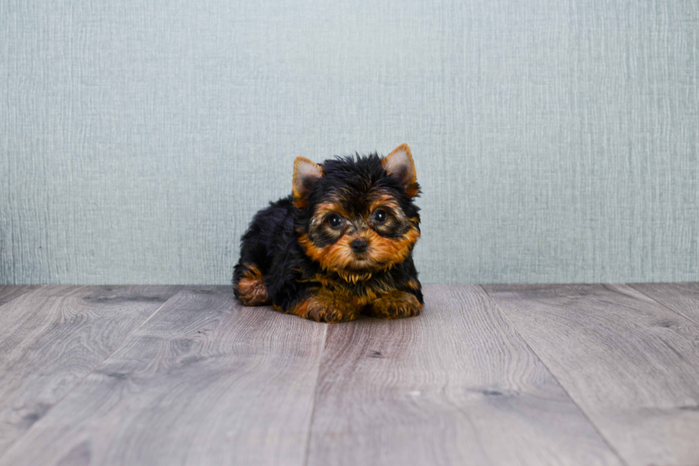 Meet Giselle - our Yorkshire Terrier Puppy Photo 