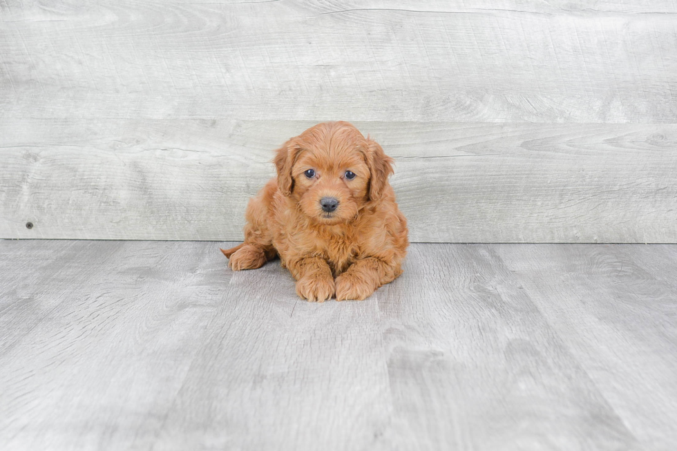 Adorable Golden Retriever Poodle Mix Puppy