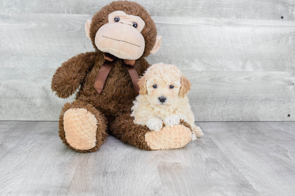 Little Maltese Poodle Poodle Mix Puppy