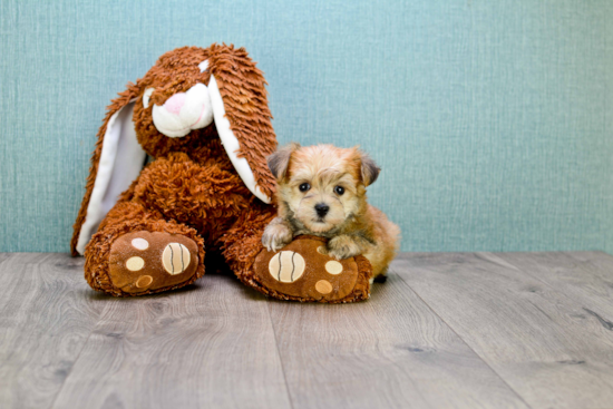 Morkie Pup Being Cute