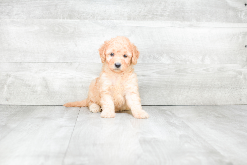 Mini Goldendoodle Puppy for Adoption