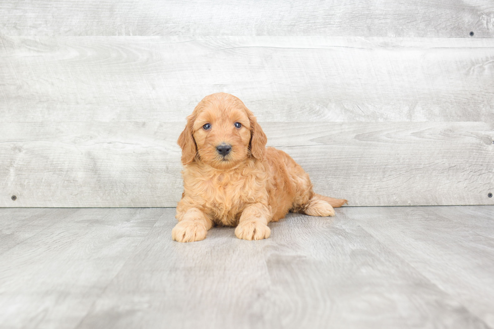 Best Mini Goldendoodle Baby